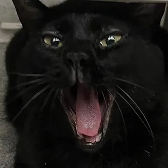 黑猫